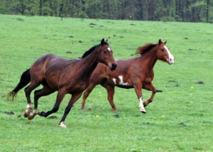 143_horses_running_5